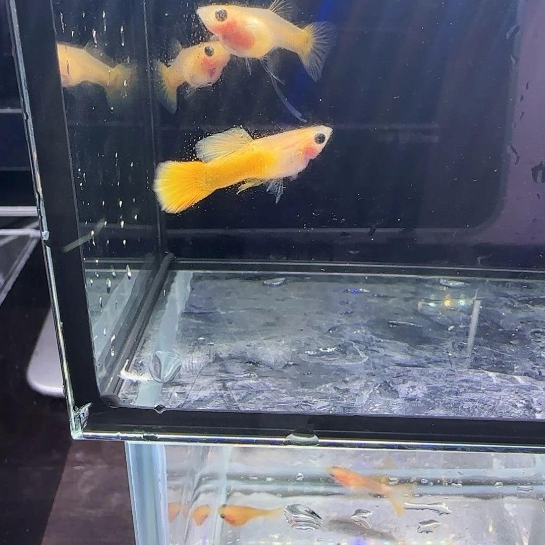 孔雀鱼黄金玻璃猫大c三条