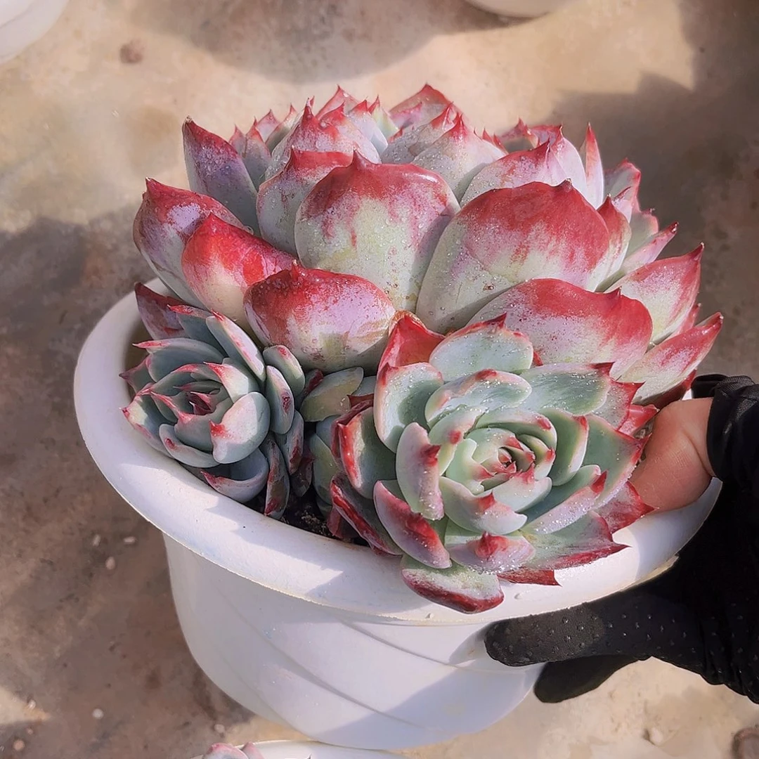 惊鸿娃娃22公分9999999999