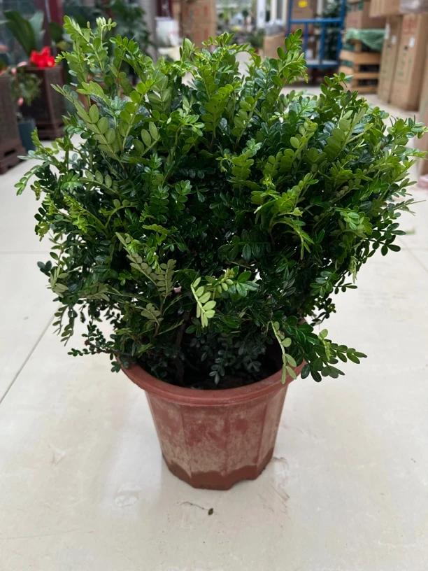 清香木胡椒木驱蚊草室内净化空气盆栽防辐射好养