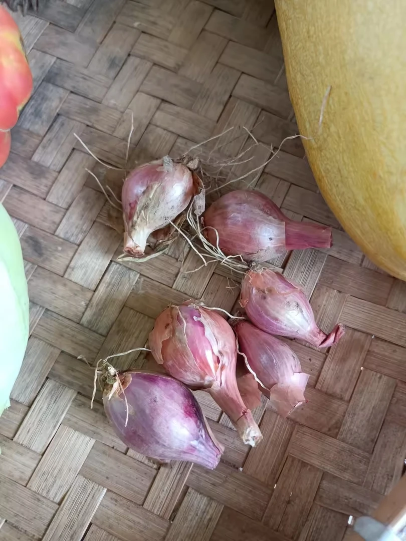 老式小葱头毛葱头