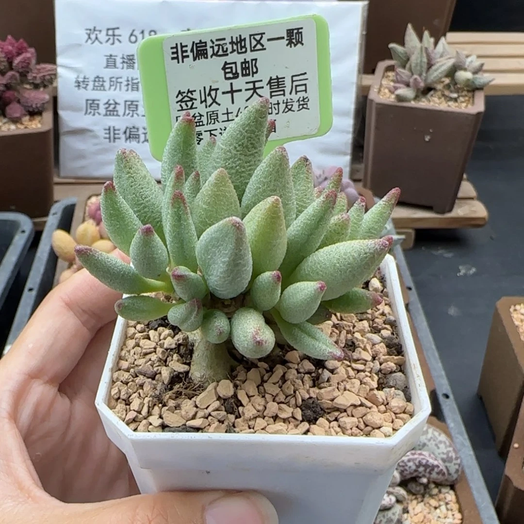 226大红嘴多肉植物