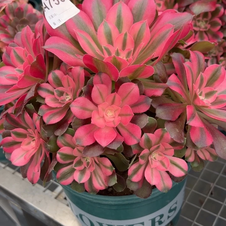 755香妃22厘米左右