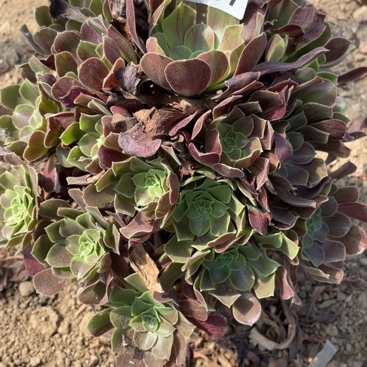 无花朵257对肉植物欧若拉
