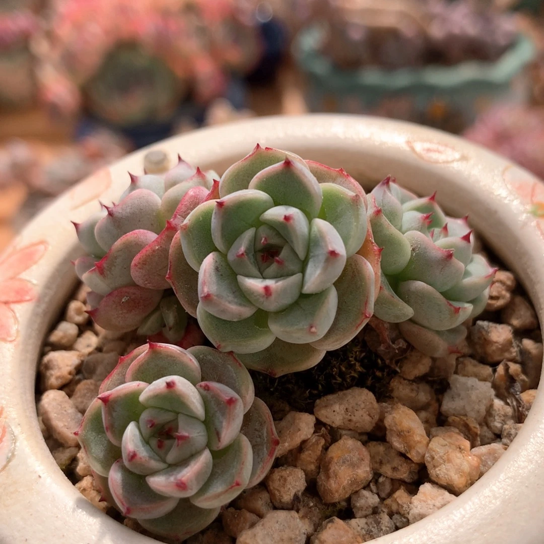 杂一物一拍   006