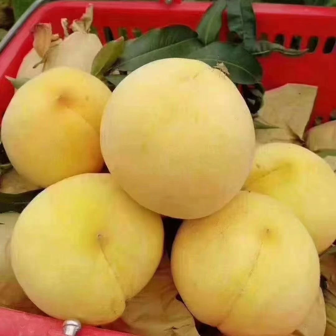 【京东顺丰】黄桃鲜果批发露天现摘现发无酸脆甜软甜新鲜水果当季