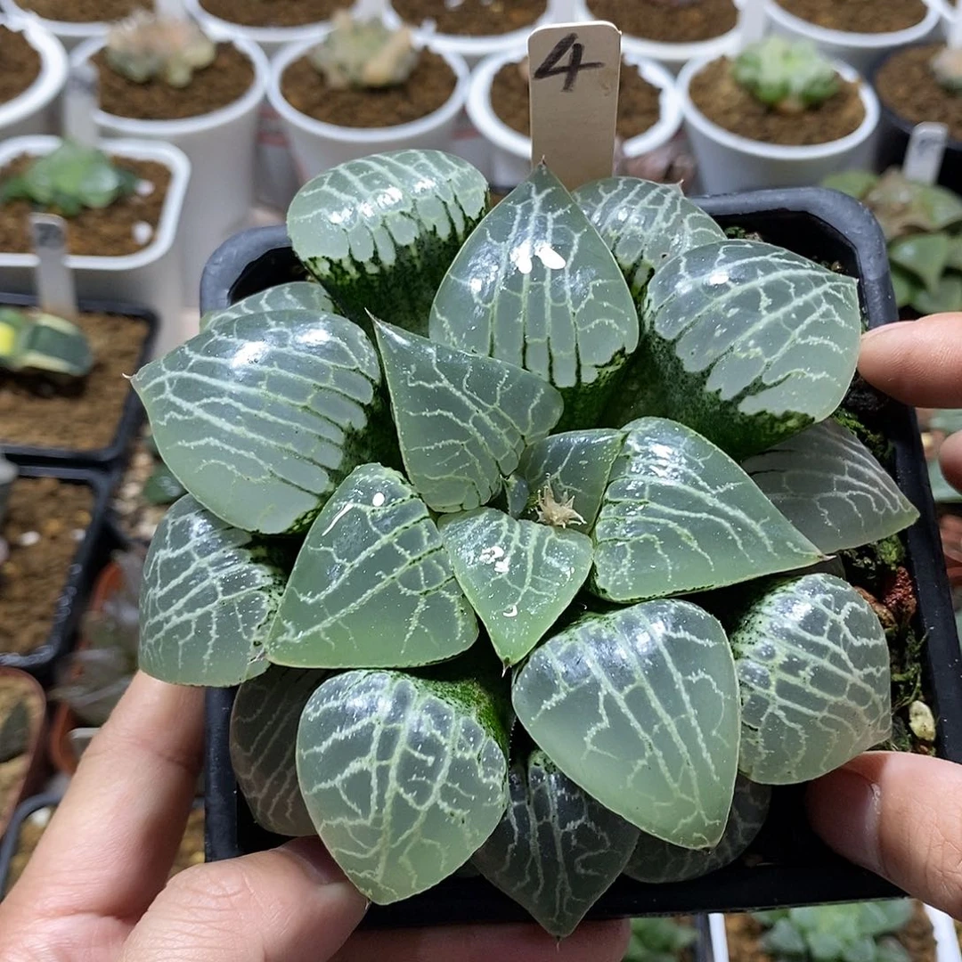 4水晶101哈哈哈哈哈