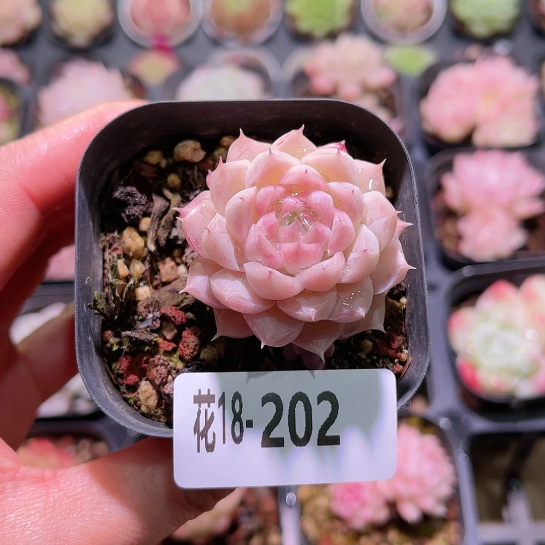 花利美18-202清浅