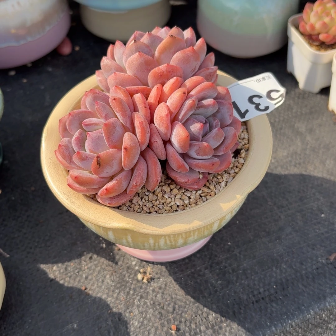 文***子橙梦露多肉带盆发货531