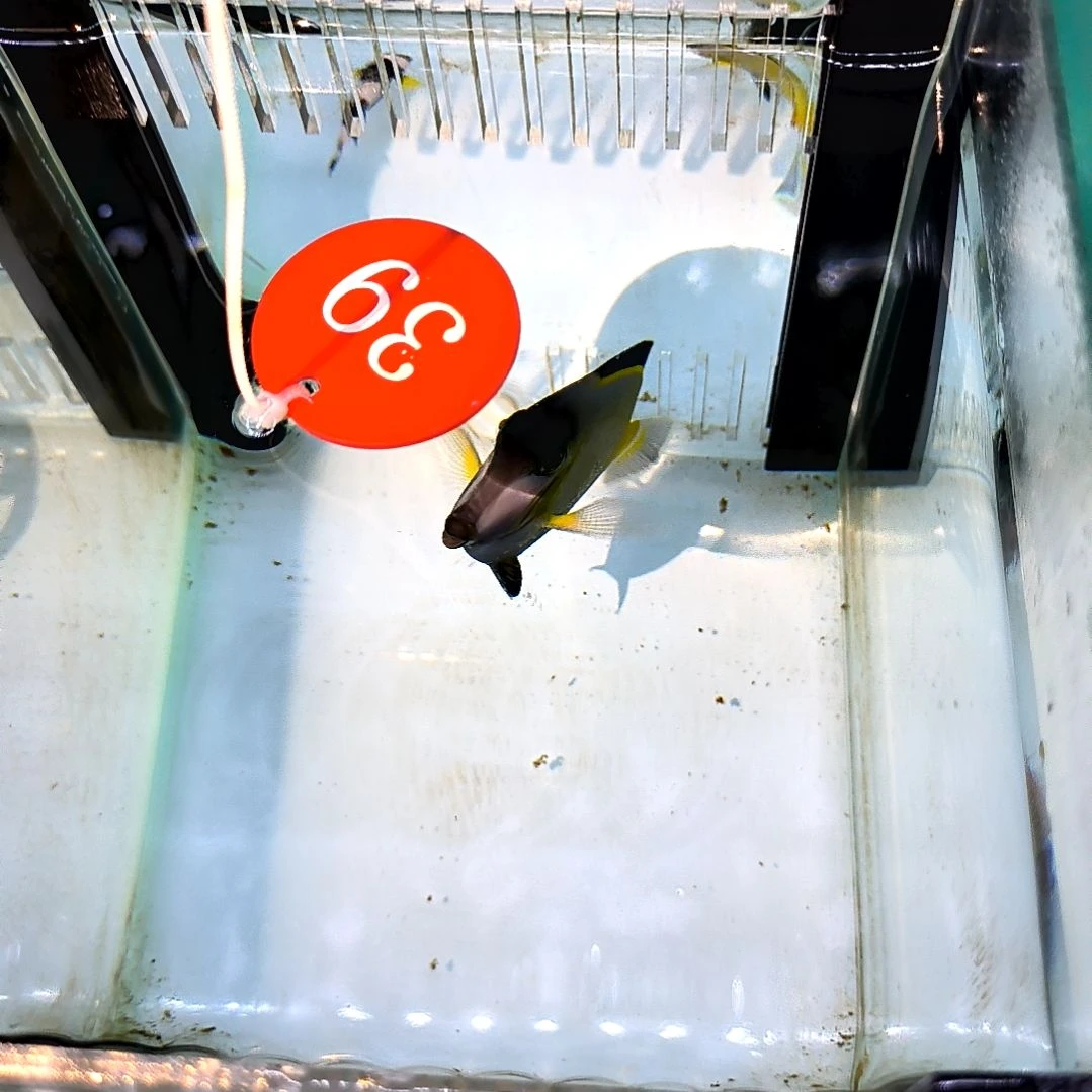 海水鱼七彩吊7+/9-102-39