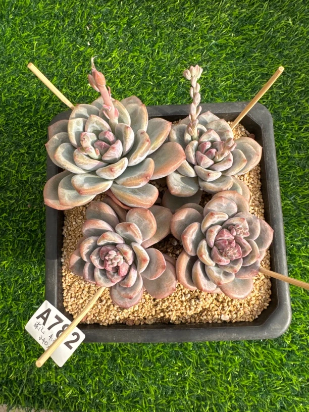 A782，茶几，多肉植物一物一拍