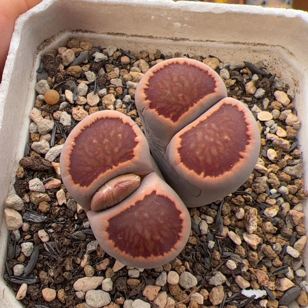 哦***王040号菊 多肉植物