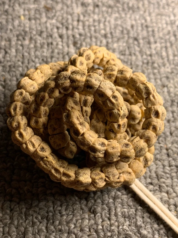 热振大肠黄金蟒尺寸6-7