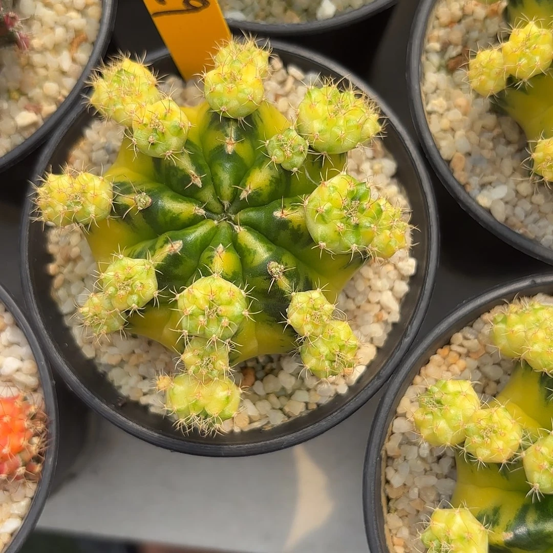 楹***活29-1114泰国发货多肉