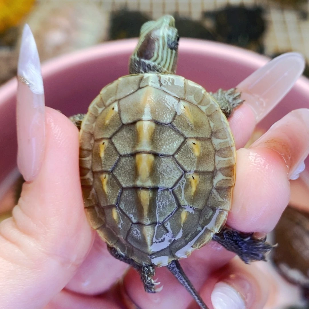 母宠物龟变异黄化花苗