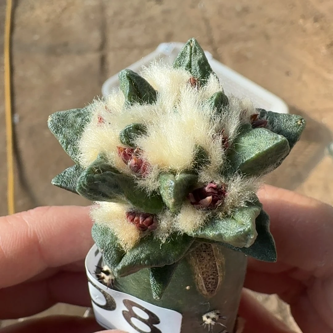 【闪购商品】村主龙角508