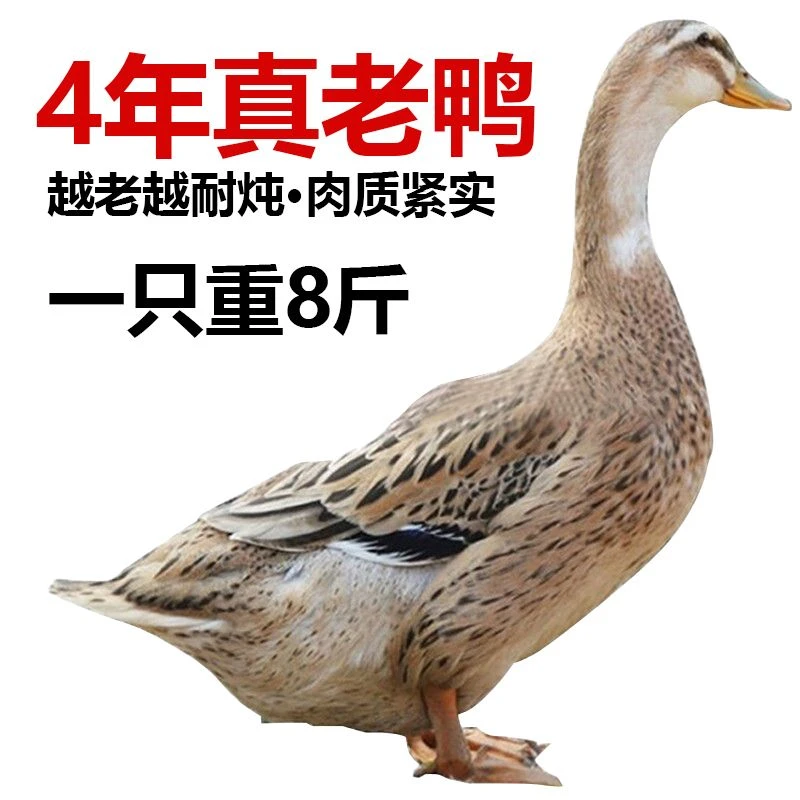 农家散养土鸭4年老鸭子 净膛发货 顺丰冷链 单只净重5.5-6斤