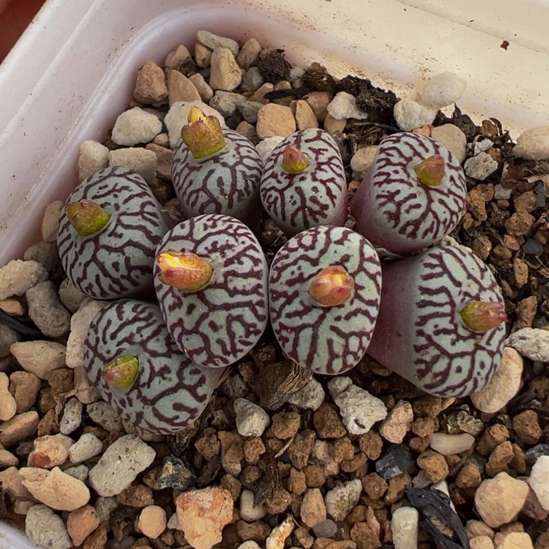 163多肉植物种类多样