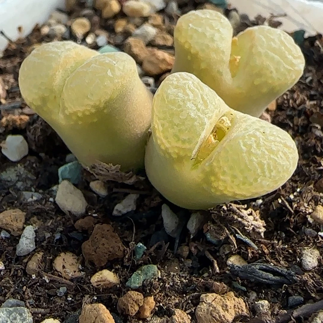 多肉植物风铃玉母本159号