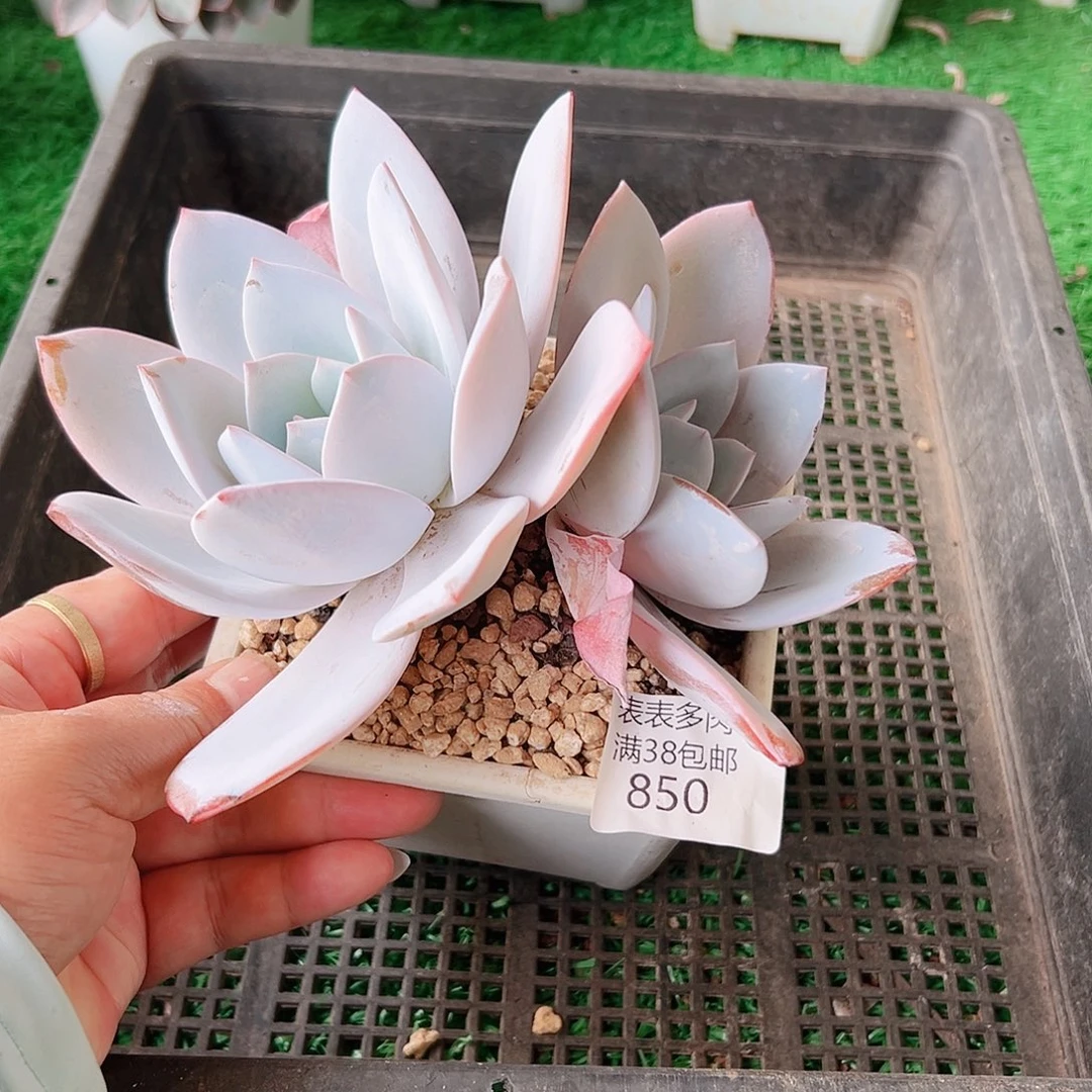 多肉一物一拍植物850