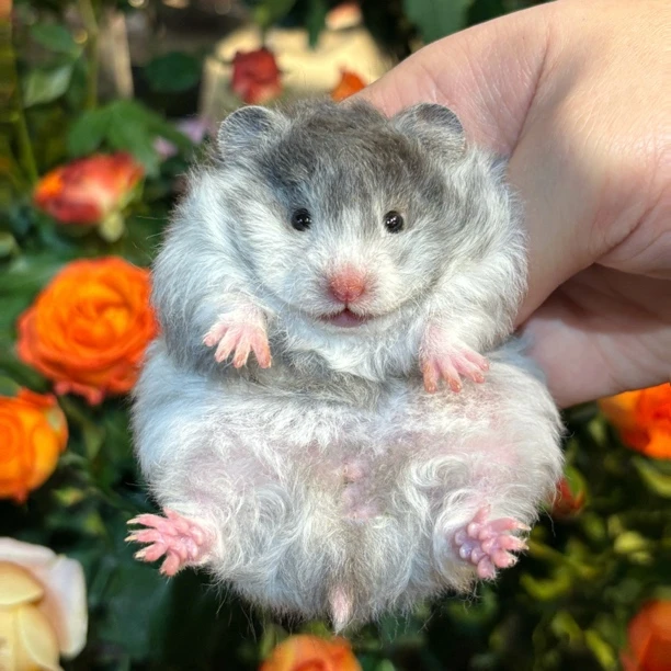 呆呆熊宠物基地家养长卷直毛仓鼠幼崽包邮包活