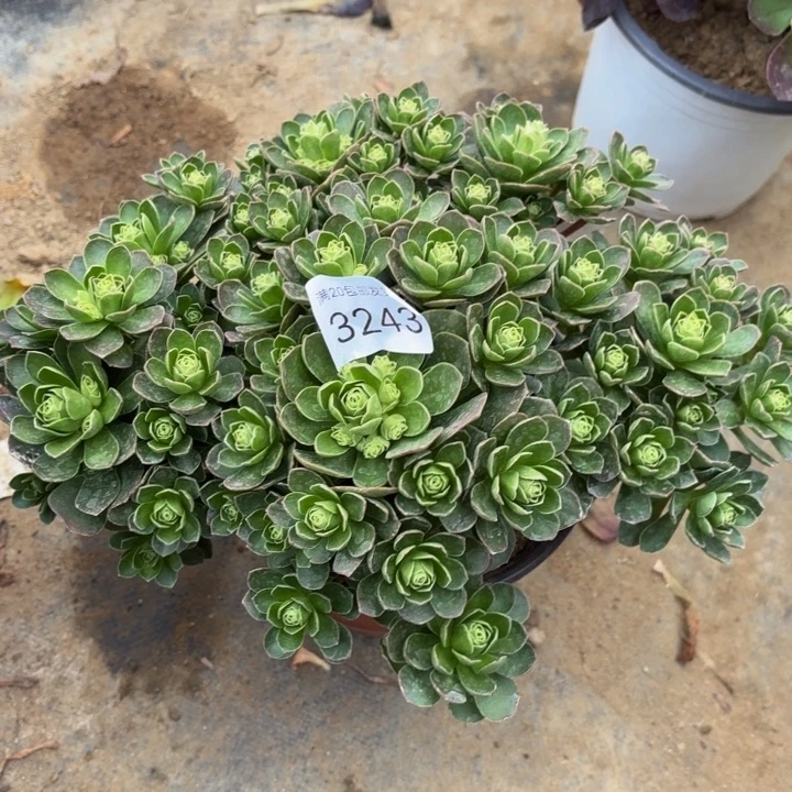 树玫瑰多肉法师3242