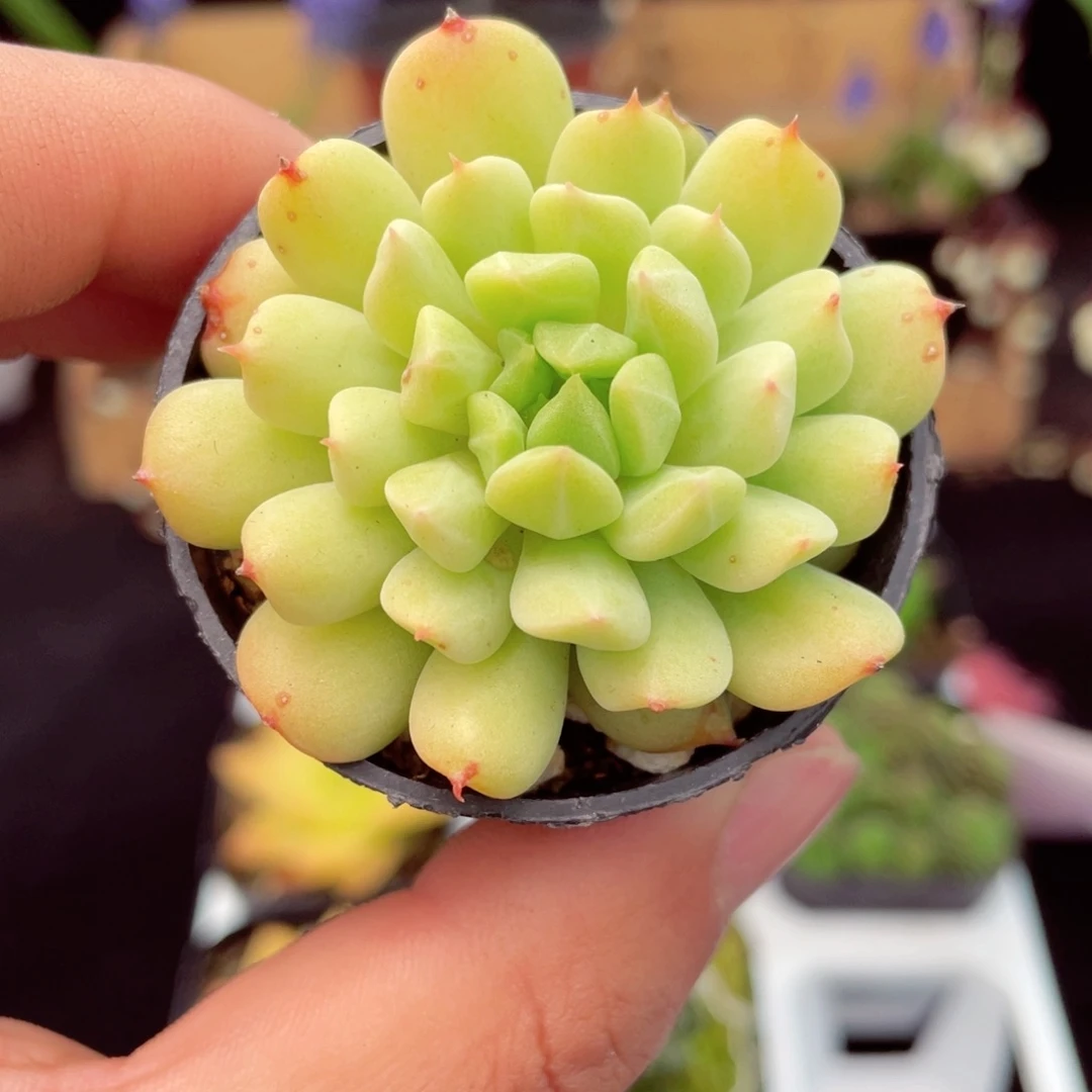 爱尔兰薄荷多肉9.9包邮发货