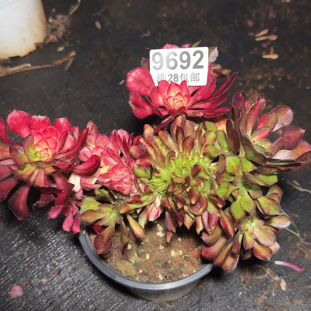 692 花蝴蝶缀化多肉植物无根