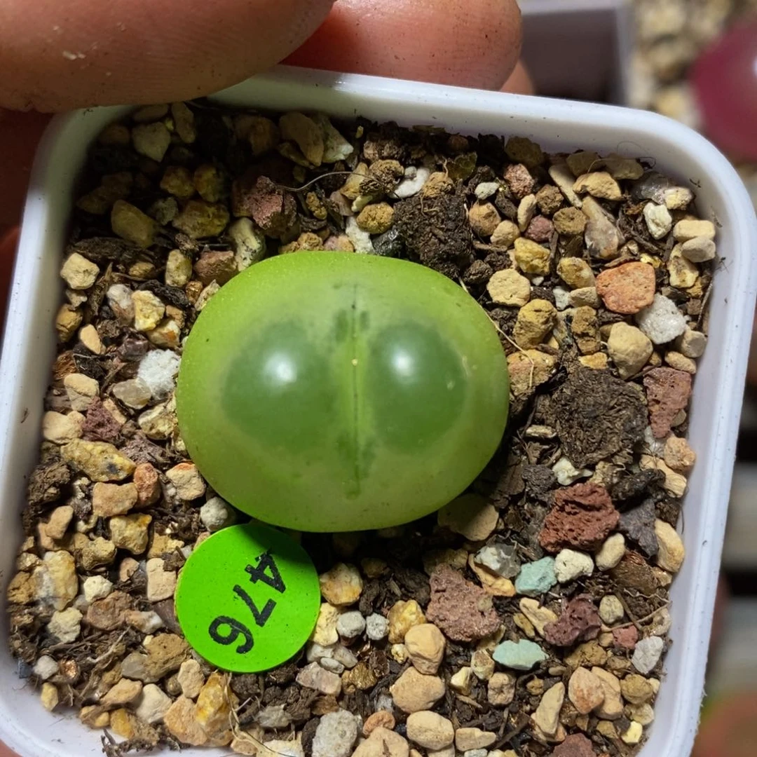 拉登2.2+有腿多肉植物475