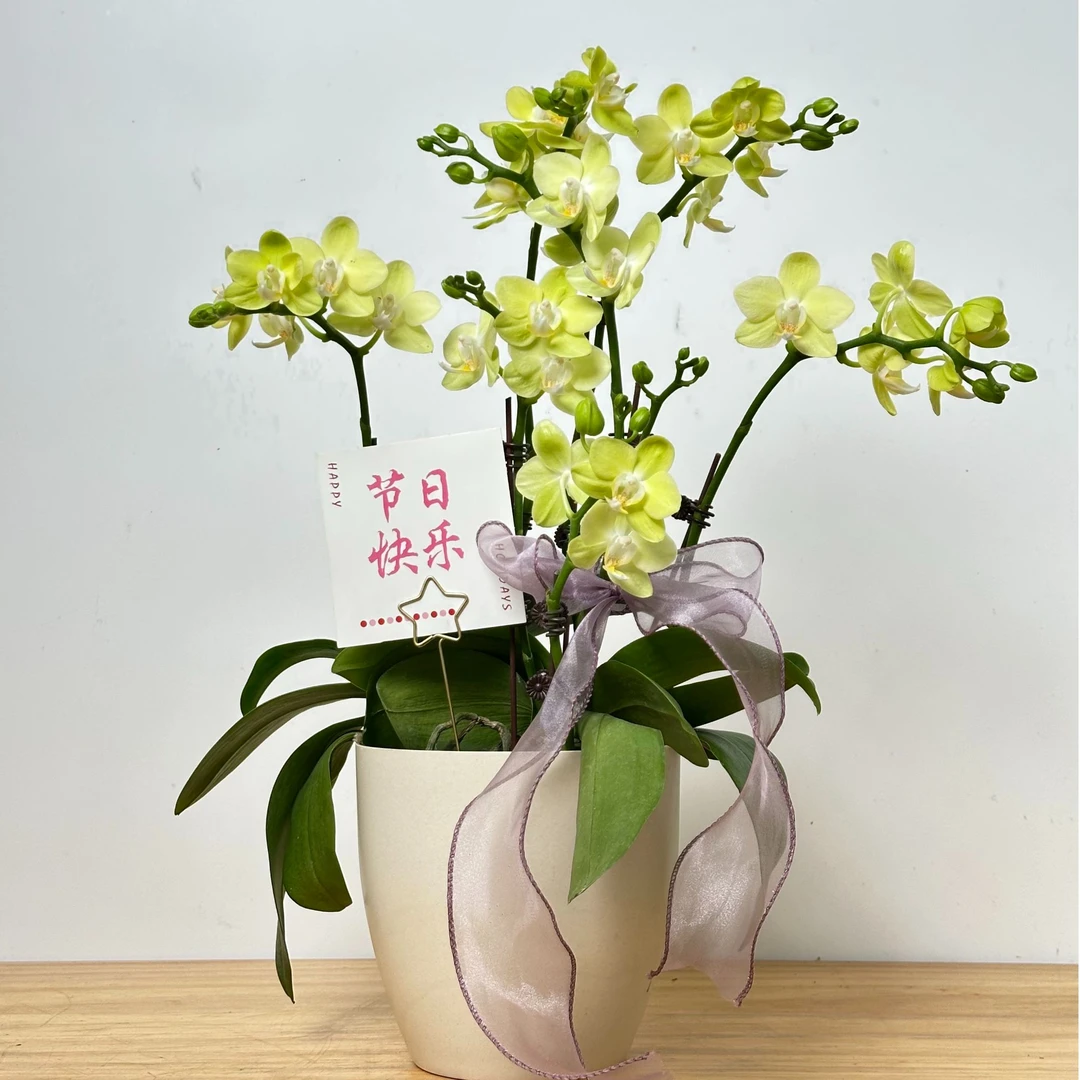 蝴蝶兰【台大微笑】2.8寸杯农场直发年宵花室内花卉单株单梗