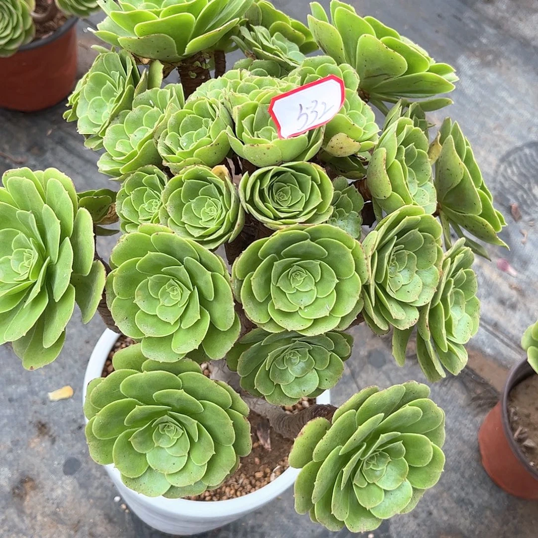 雨***晴多肉植物532号多肉植物