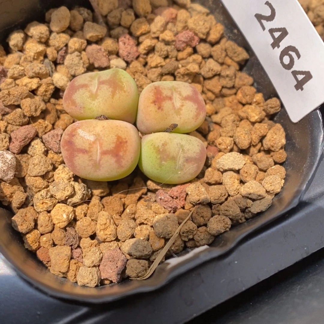 多肉植物肉锥杂交K-2464