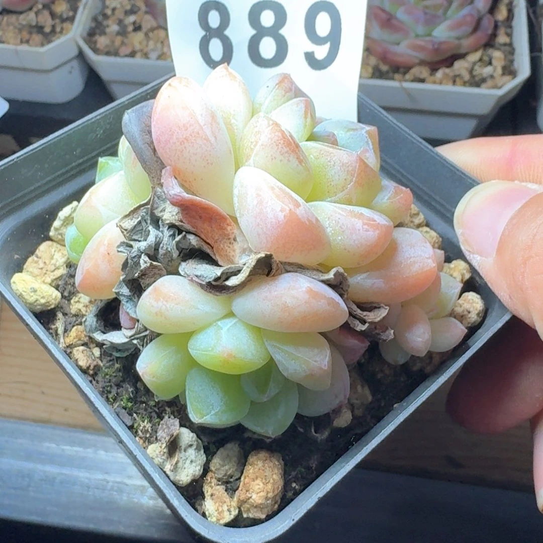 劳***嘎      下播福利拍够包邮发货