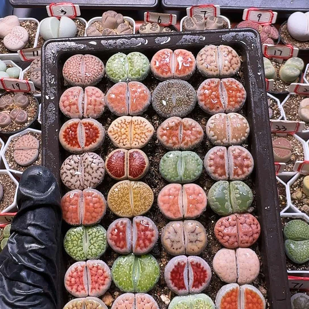 生石花111。 脱土带盆土。  360