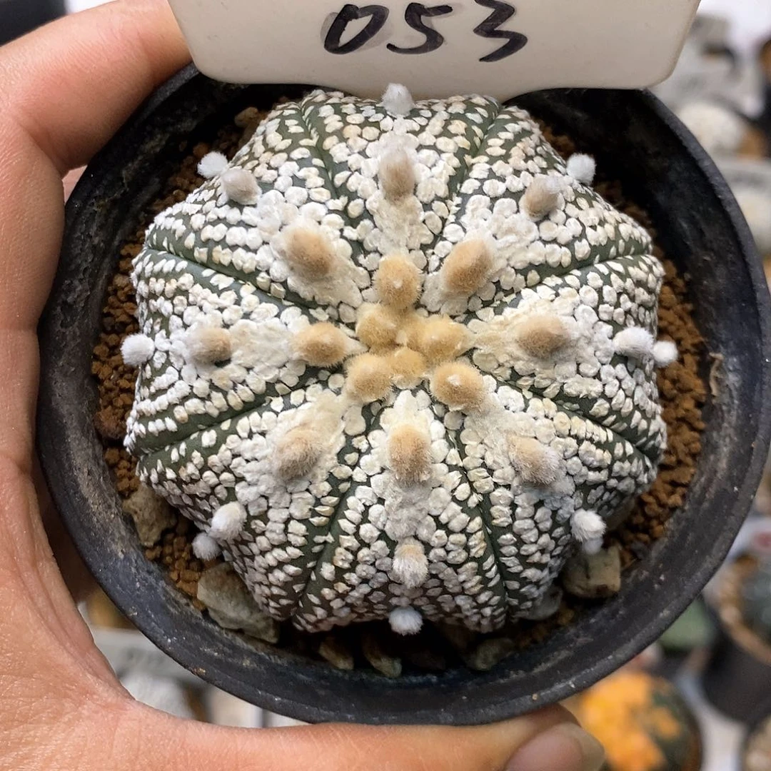 053奇迹福利特价咯