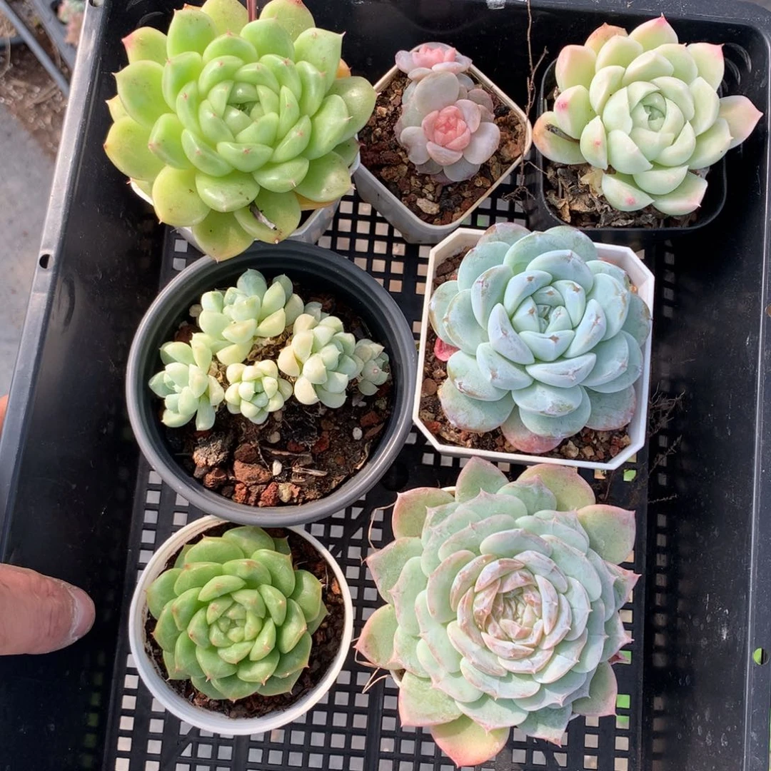 1027-31 套餐一组