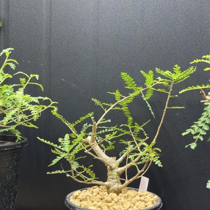 T***n尼勒达乳香一物一拍