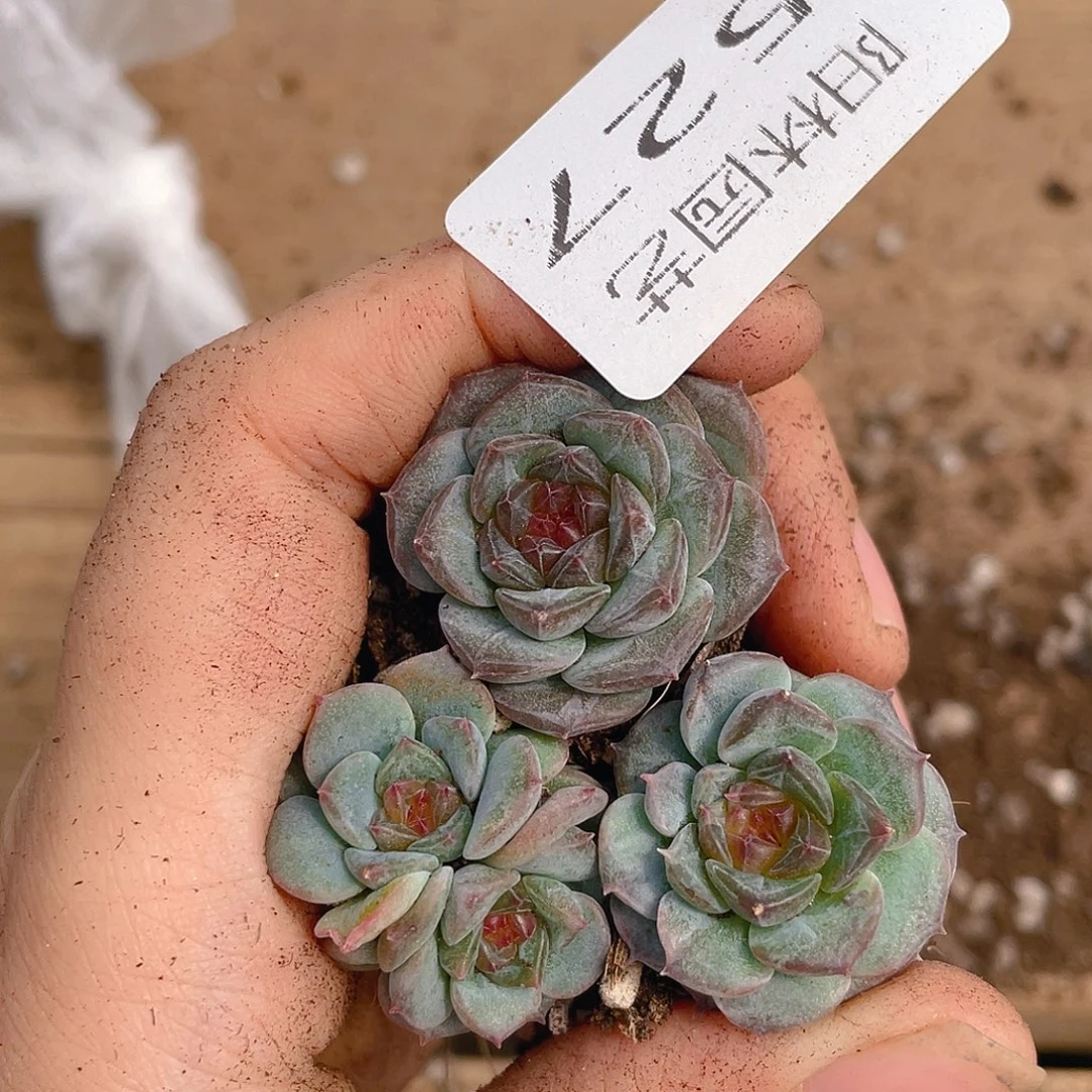 多肉植物多肉植物527