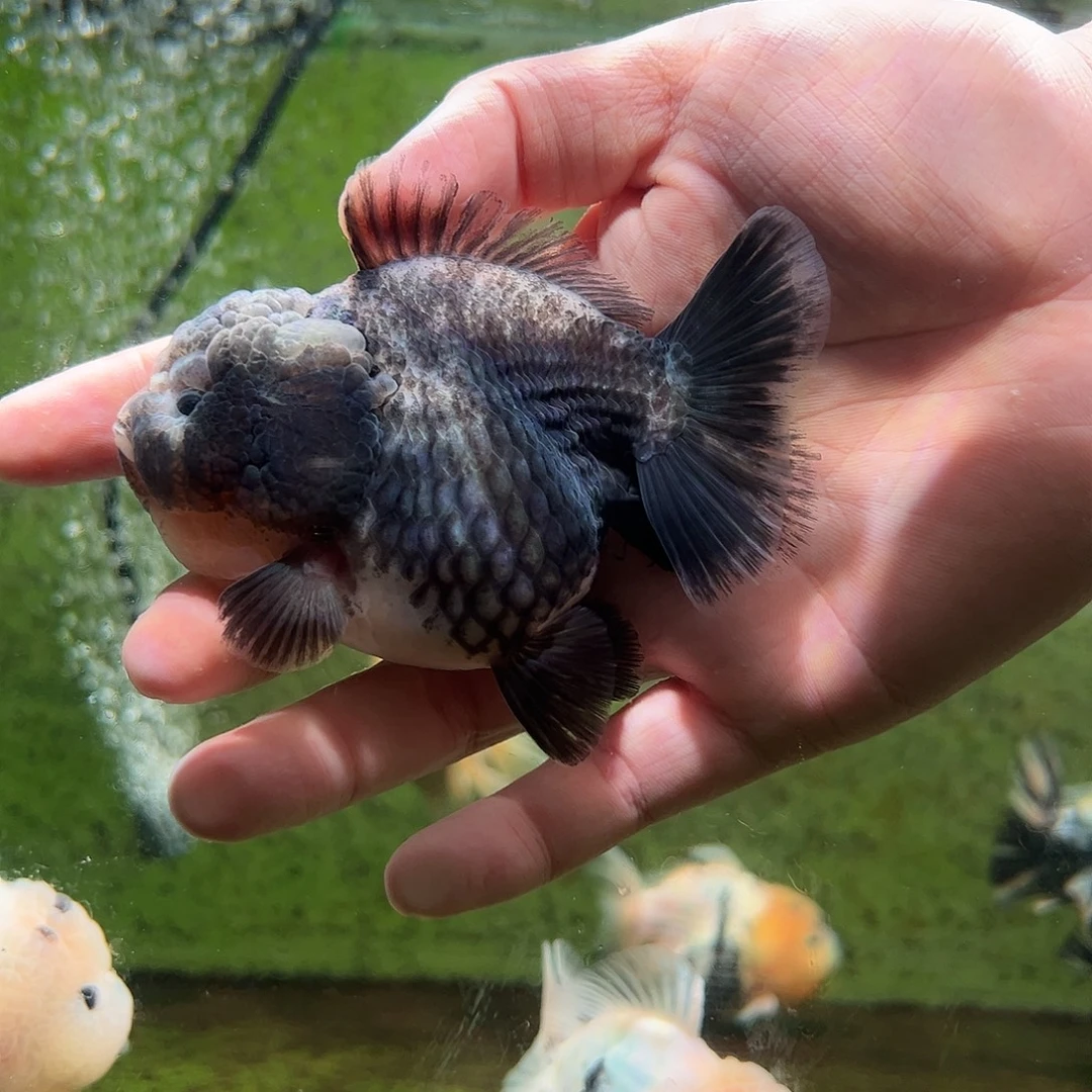 海水鱼木木与兰寿金鱼
