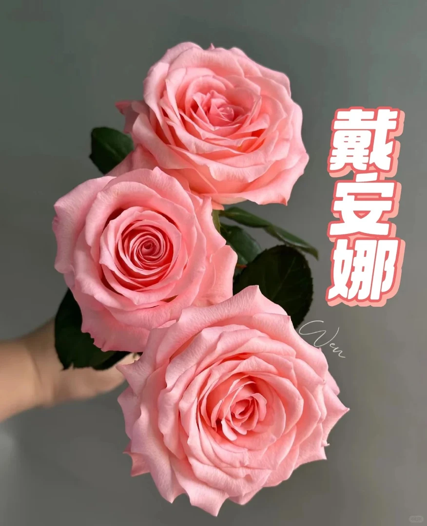 【戴安娜】20枝单头复色有香味玫瑰