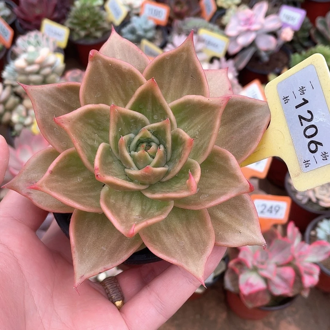 星星锦1206号多肉
