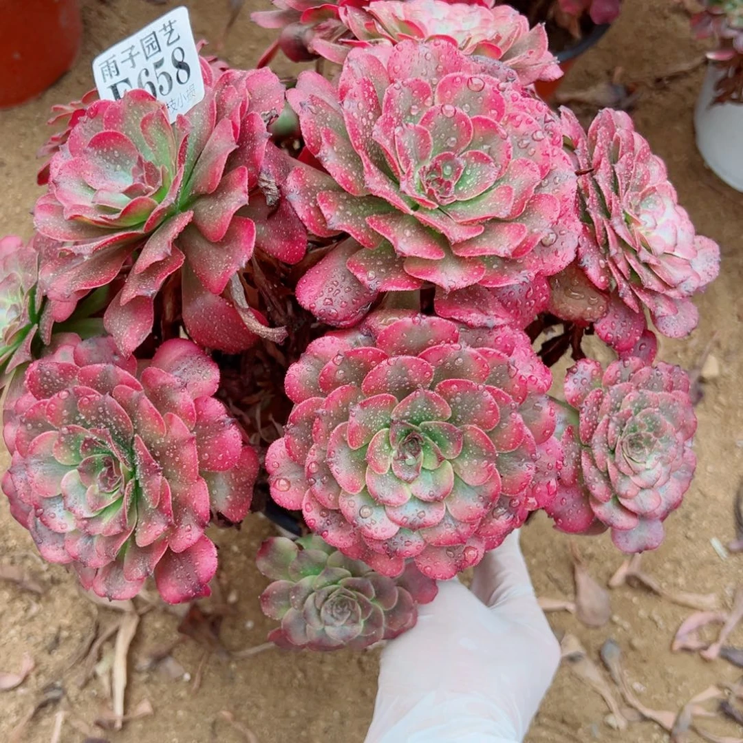 658美姬尺寸28左右