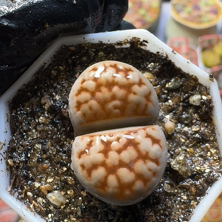 生石花2558888    61号