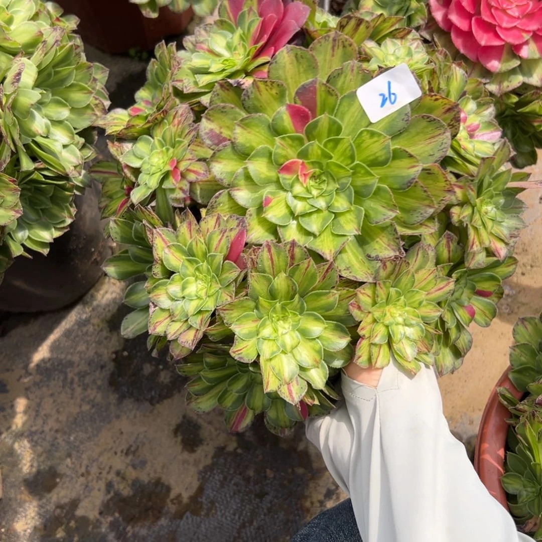 26知否多肉植物系