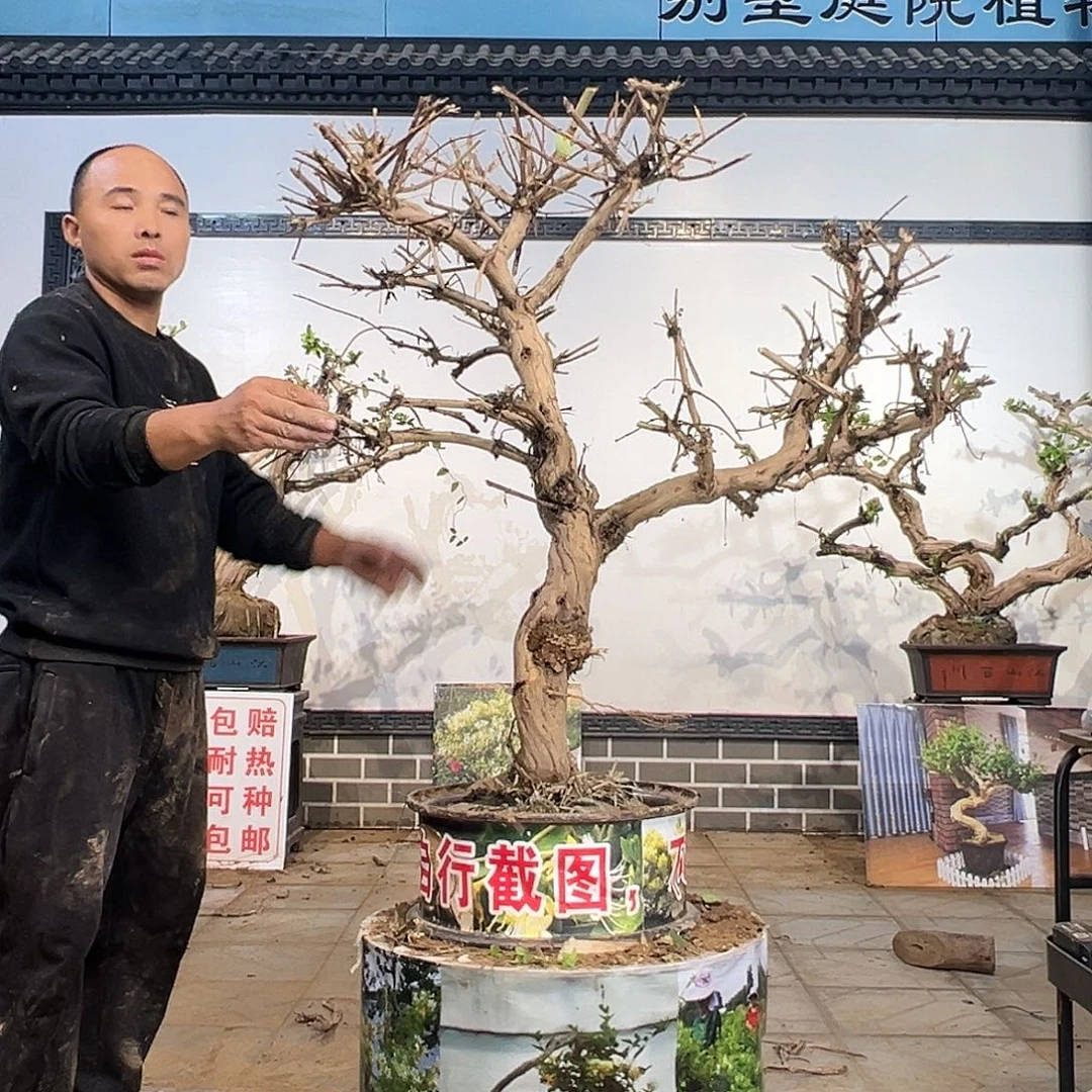 完全开放金银花开2698565369556