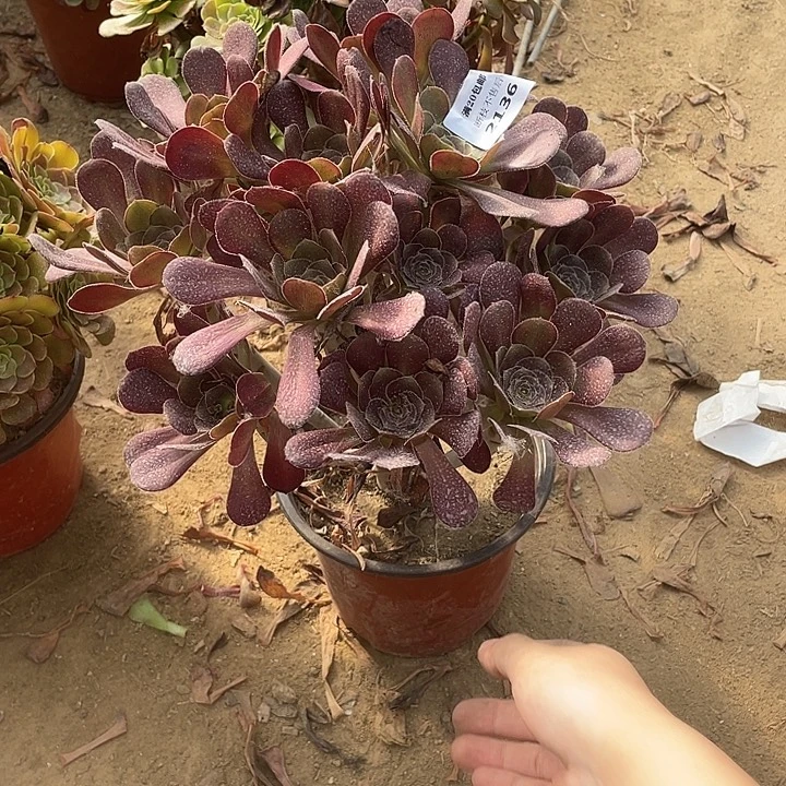 2136黑法师法师多肉断枝不包