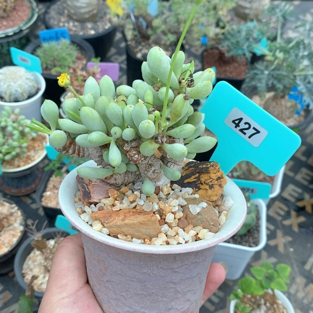 丸叶卡拉菲厚炖菊产地