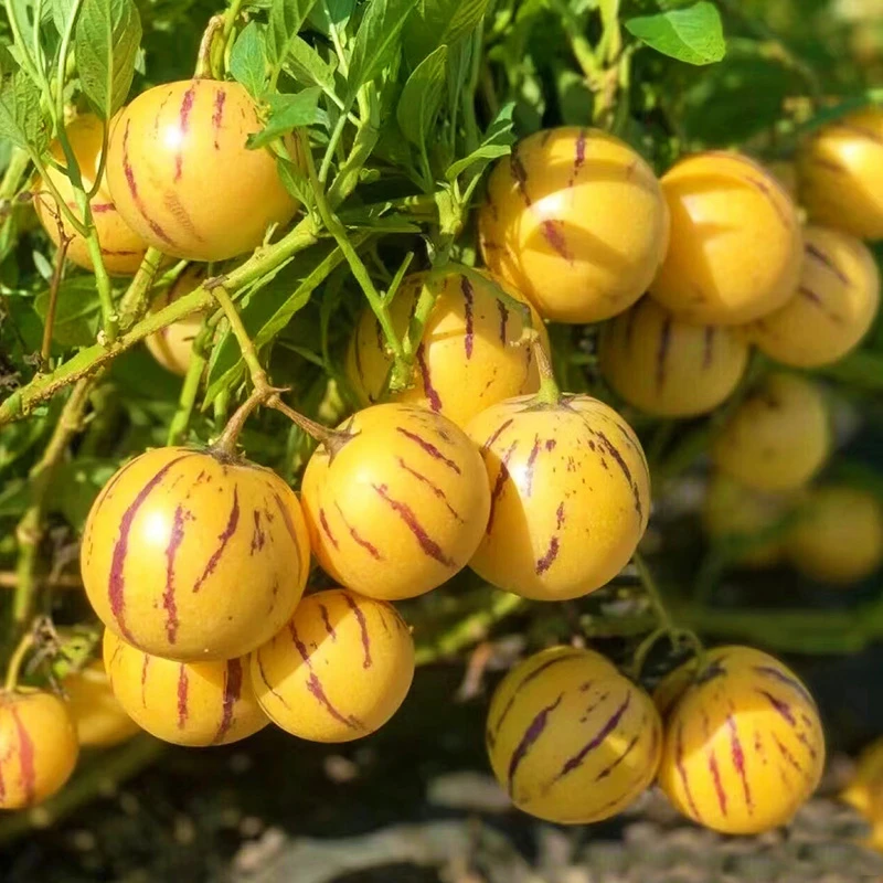 【Q人参果种籽】四季种植人生果庭院阳台盆栽蔬果种子