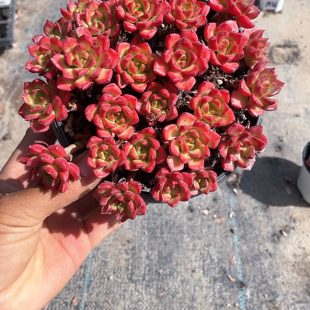 开***好大课火焰迪亚带盆发货