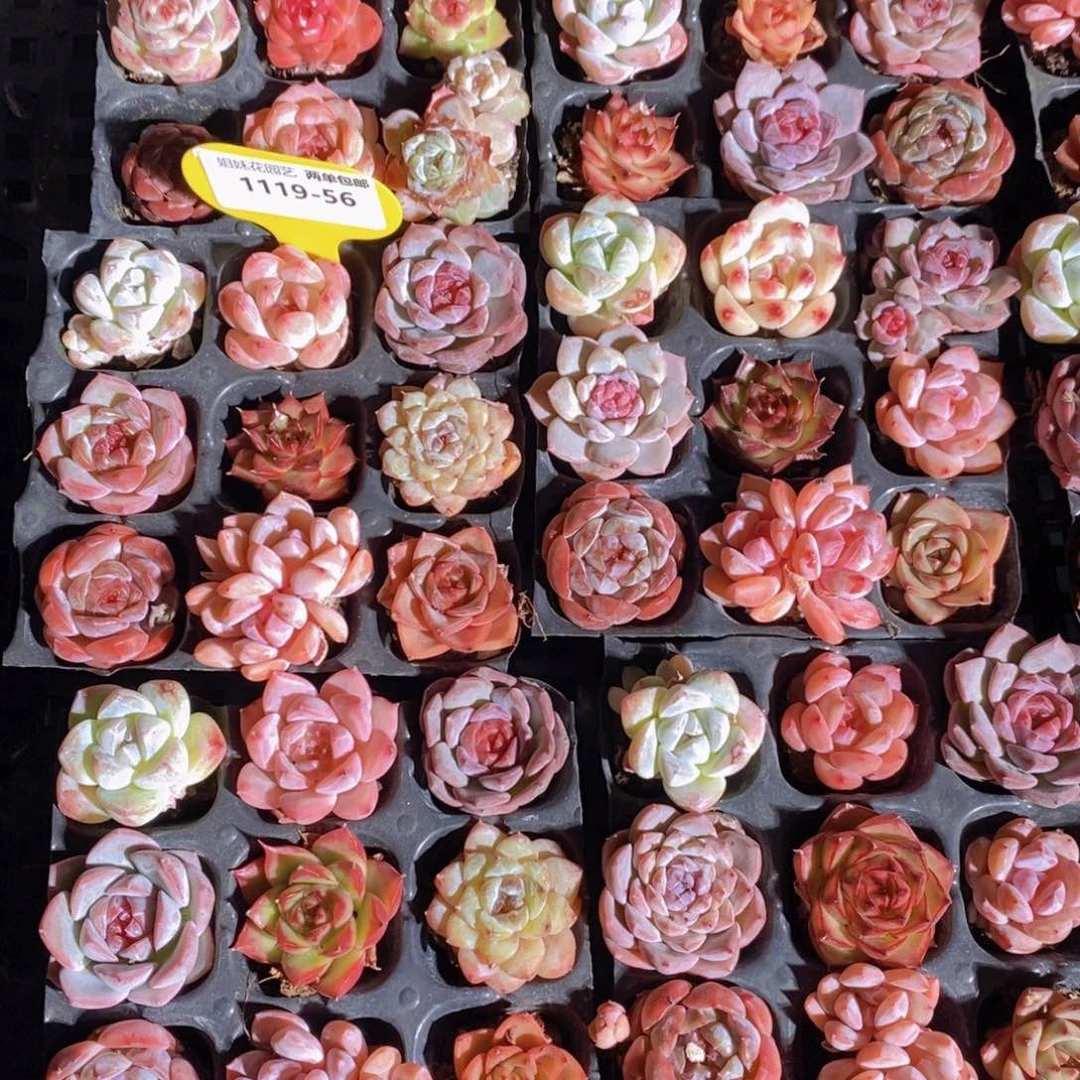 1119-56-精品小美肉九个