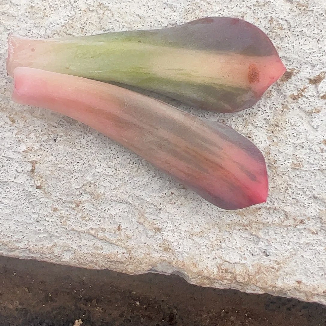 贝***1多肉植物多肉植物